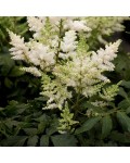 Astilbe arendsii Brautschleier белые цветы